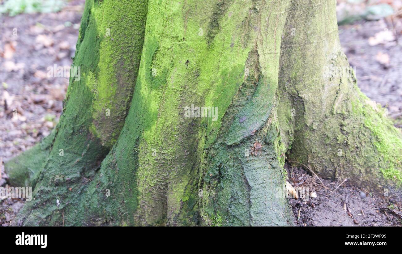 Tronc d'arbre en hiver recouvert de différentes nuances de vert lichen Banque D'Images