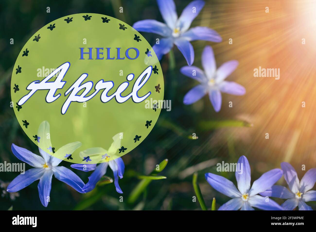 La première petite fleur bleu de printemps par un jour ensoleillé. Papier peint, carte de vœux Hello April Banque D'Images