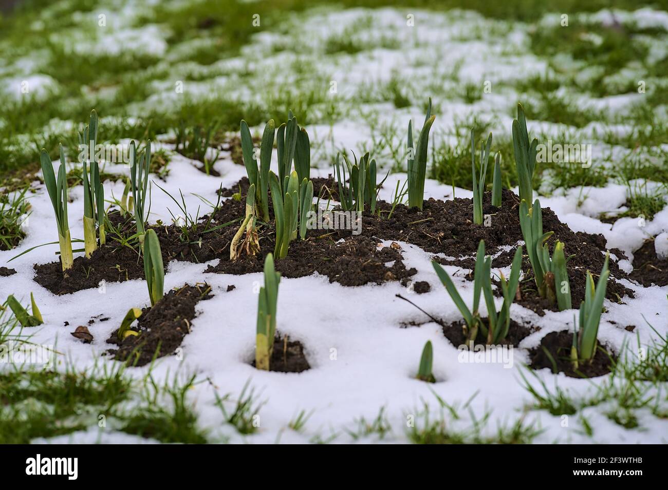 De petites tiges de crocus poussent dans le sol de compostage couvert de neige Dublin, Irlande. Hiver irlandais inhabituel 2021 Banque D'Images