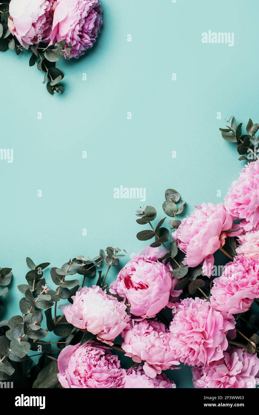 Motif Cadre De Pivoines Roses Fleurs D Eucalyptus Sur Fond Bleu Pastel Flat Lay Vue De Dessus Composition Florale Mariage Anniversaire Anniversaire Photo Stock Alamy