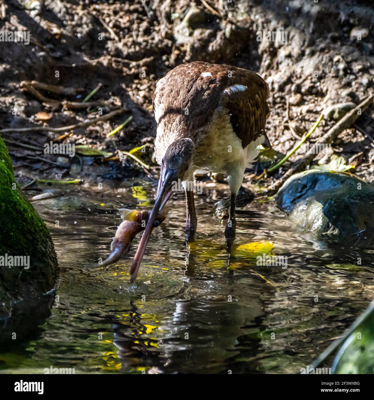 L'ibis falcinelle Plegadis falcinellus, est un oiseau échassier de la famille des Threskiornithidae ibis. Banque D'Images