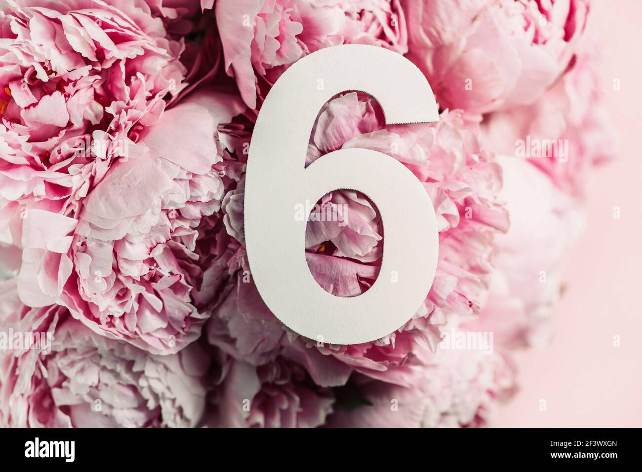 Mise En Page Creative Fleurs De Pivoine Rose Et Chiffre Six 6 Carte De Vœux D Anniversaire Concept Anniversaire Vue De Dessus Copier L Espace Elegant Numeral Blanc Photo Stock Alamy