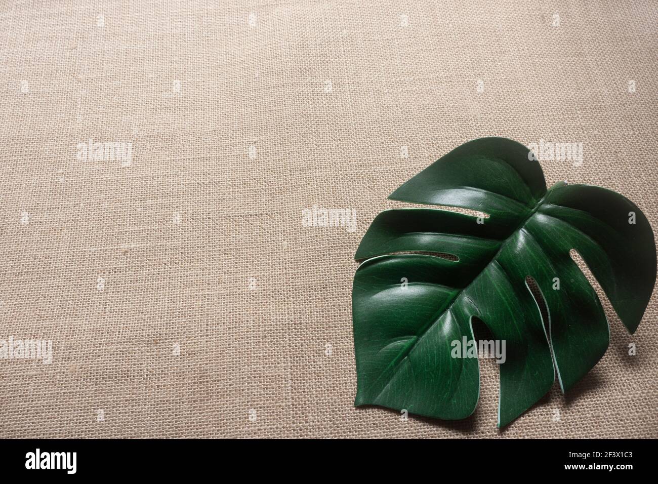 Une feuille de monstère tropicale sur un arrière-plan hessien beige dans un style minimaliste avec espace de copie. Banque D'Images