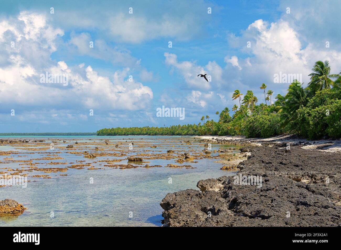 Polynésie française, Iles du vent, Iles de la Société : nature et végétation sur les rives d'un lagon de Tetiꞌaroa Banque D'Images