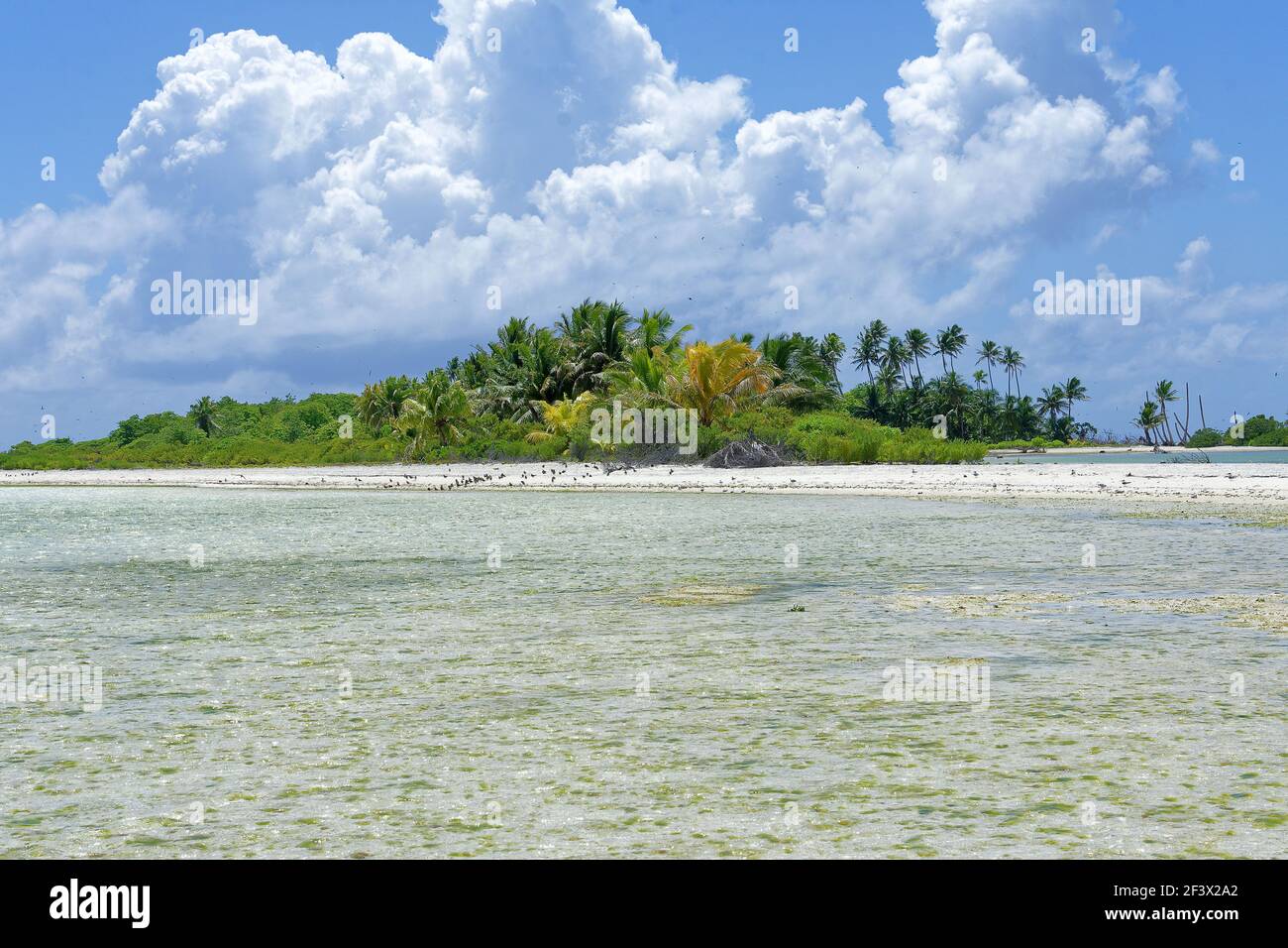Polynésie française, Iles du vent, Iles de la Société : nature et végétation sur les rives d'un lagon de Tetiꞌaroa Banque D'Images