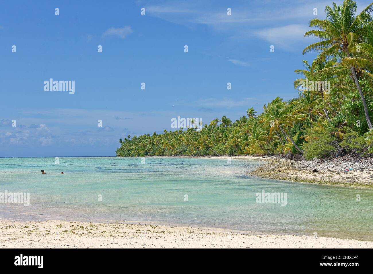 Polynésie française, Iles du vent, Iles de la Société : nature et végétation sur les rives d'un lagon de Tetiꞌaroa Banque D'Images