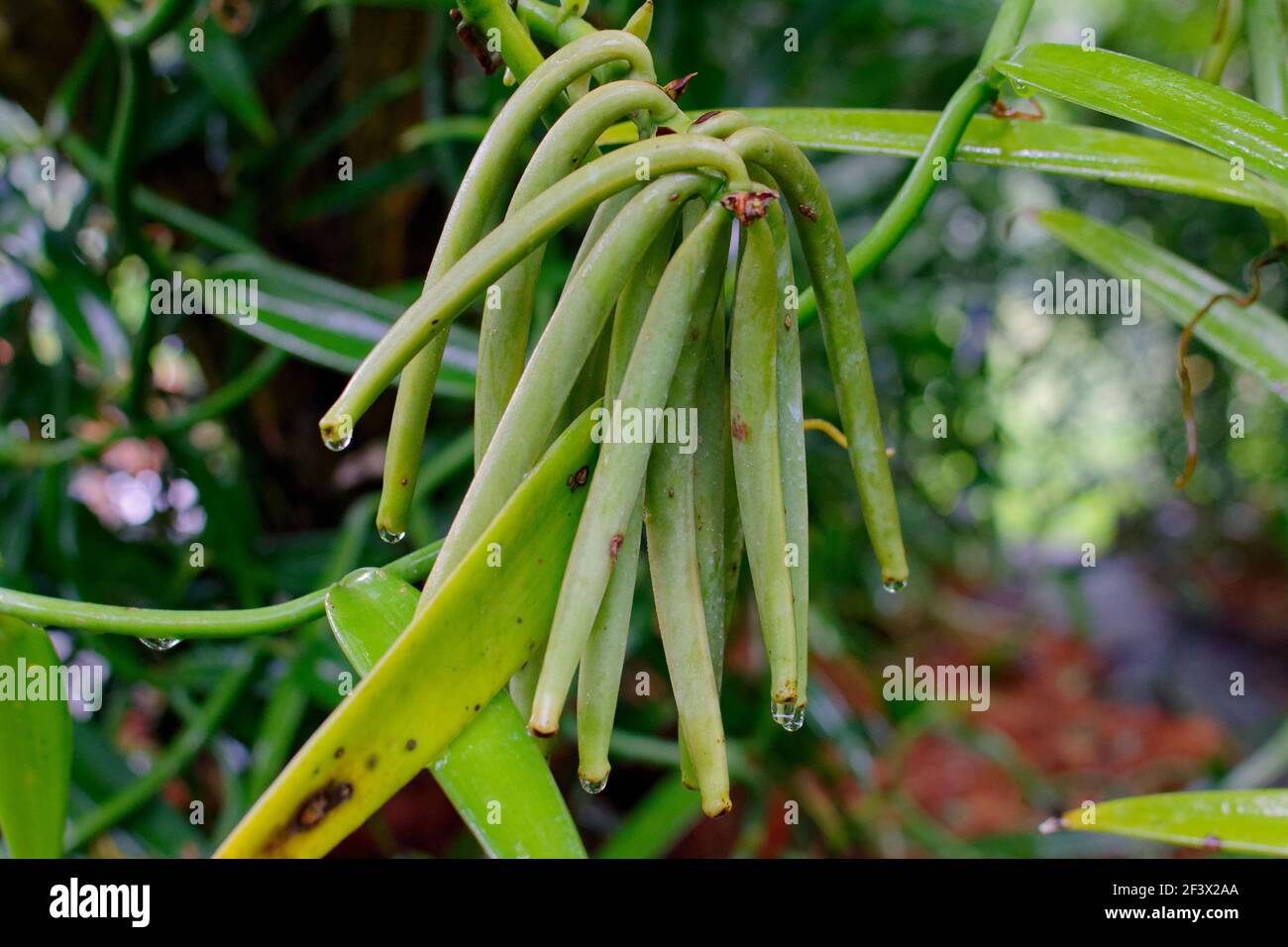 Îles Marquises, Polynésie française : gousses de vanille dans une plantation de vanille sur Nuku Hiva Banque D'Images