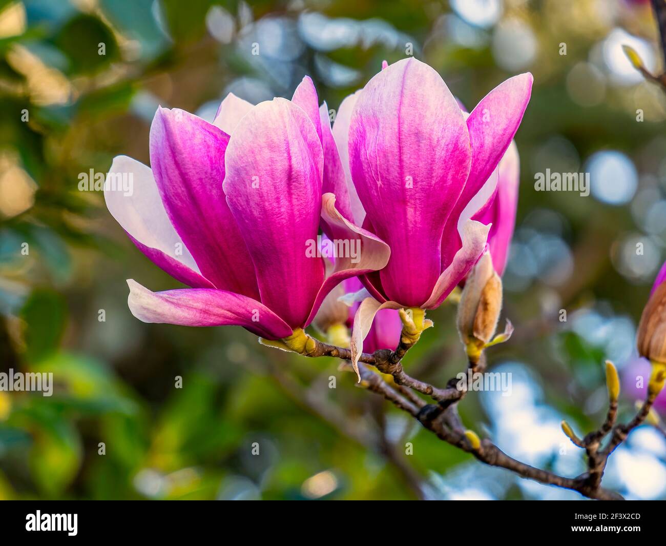 Beauté Miocène. À l'approche du printemps, vous avez peut-être remarqué les magnifiques fleurs des Magnolias et leur parfum charmant. Banque D'Images
