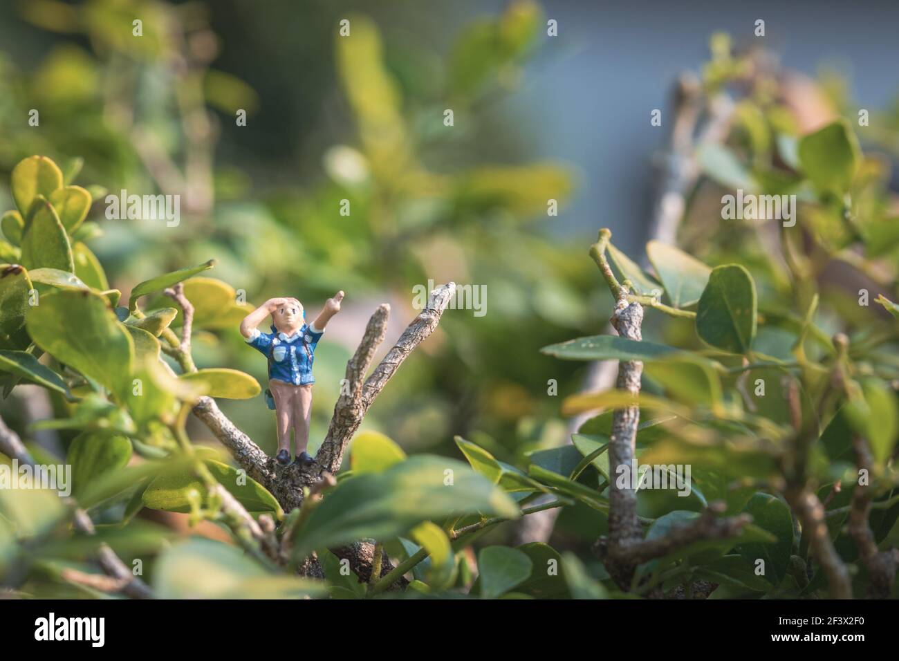 Drôle de concept d'aventure sauvage, modèle de randonneur miniature sur un arbre, jour, photo macro Banque D'Images