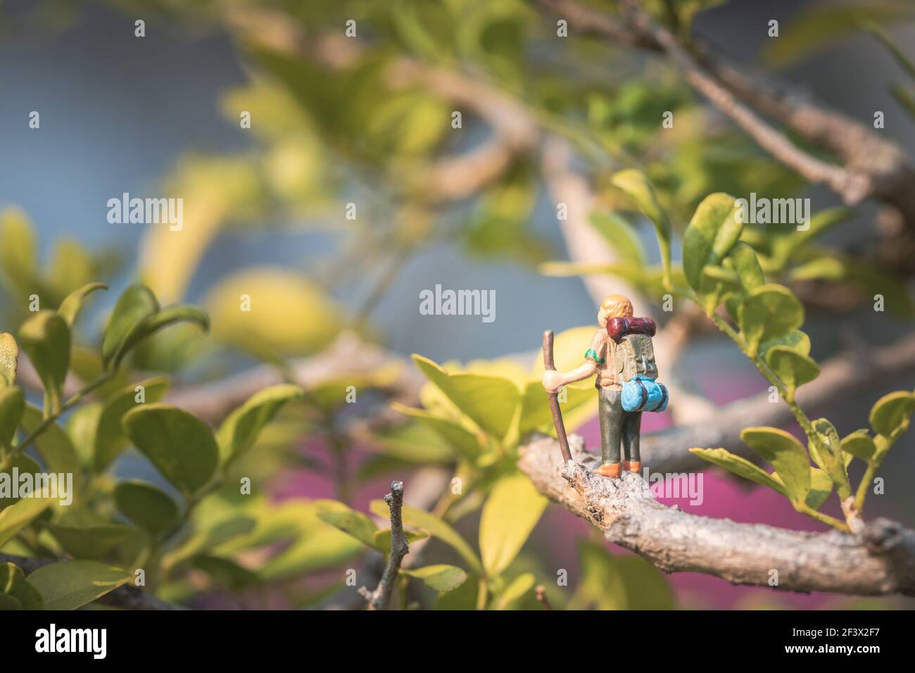 Drôle de concept d'aventure sauvage, modèle de randonneur miniature sur un arbre, jour, photo macro Banque D'Images