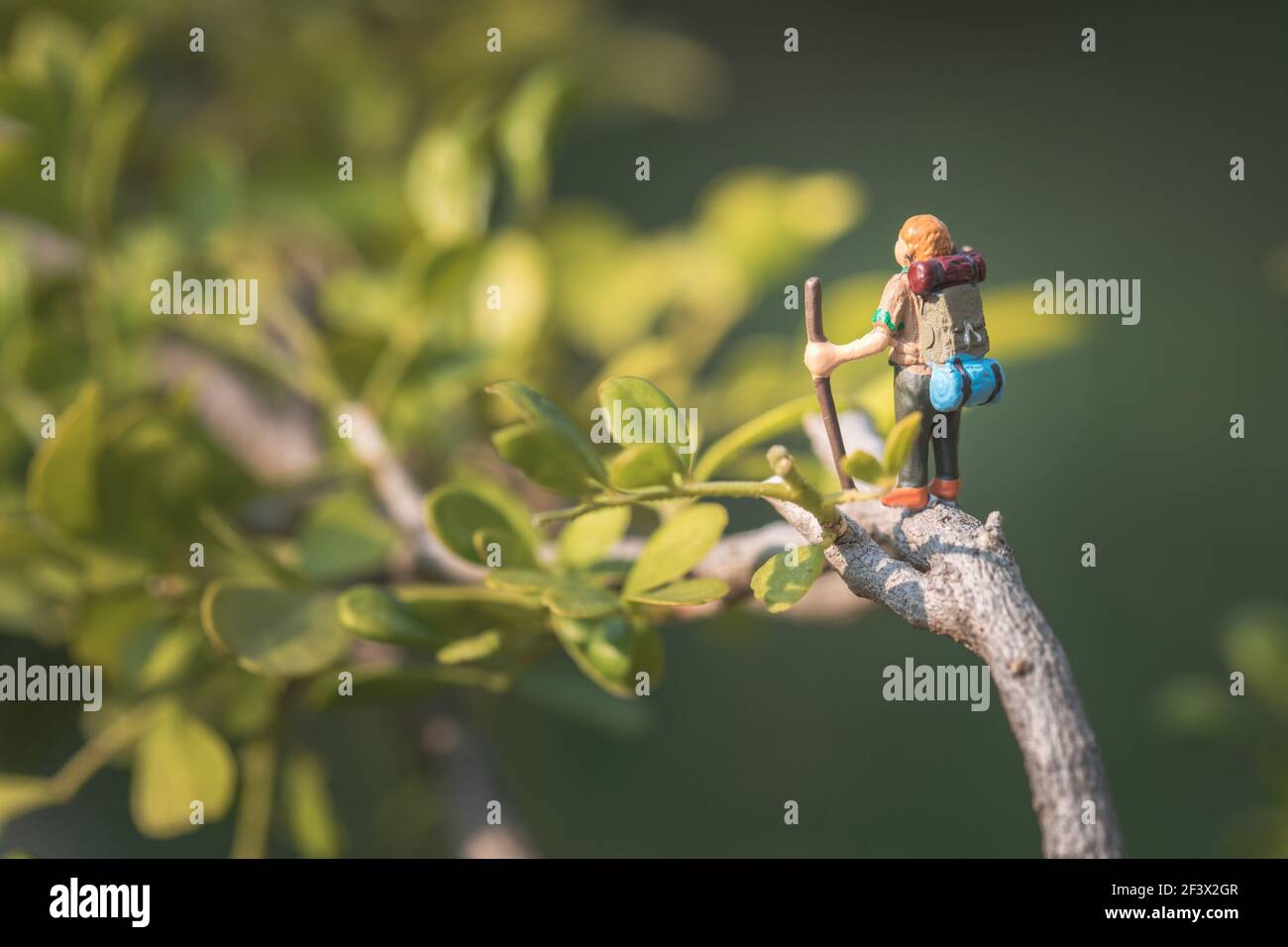Drôle de concept d'aventure sauvage, modèle de randonneur miniature sur un arbre, jour, photo macro Banque D'Images