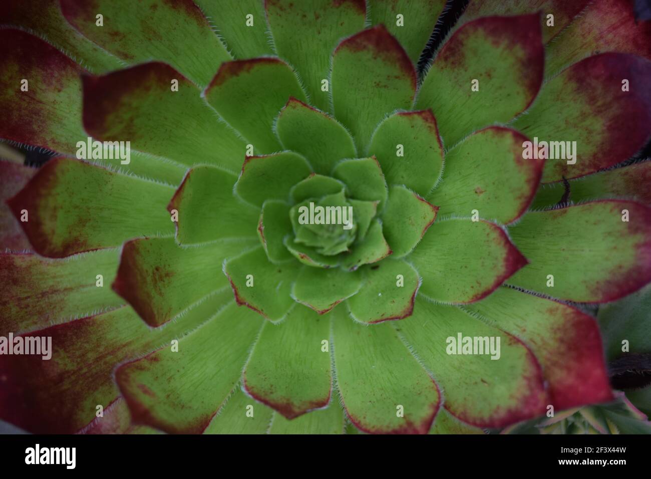 Anneaux verts de feuilles succulentes Banque D'Images