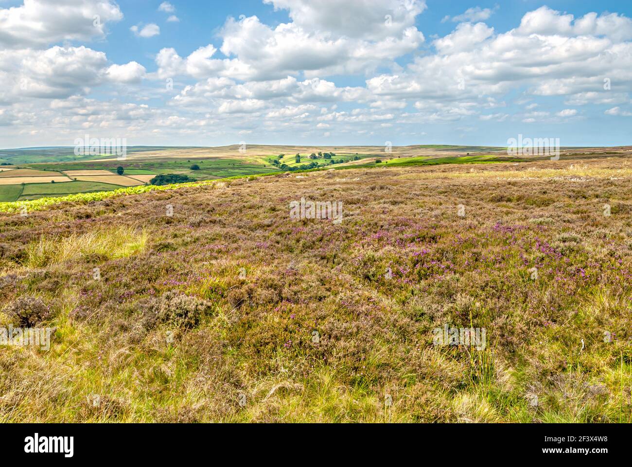 Paysage de landes pittoresques aux North York Moors ou North Yorkshire Moors dans le North Yorkshire, Angleterre Banque D'Images