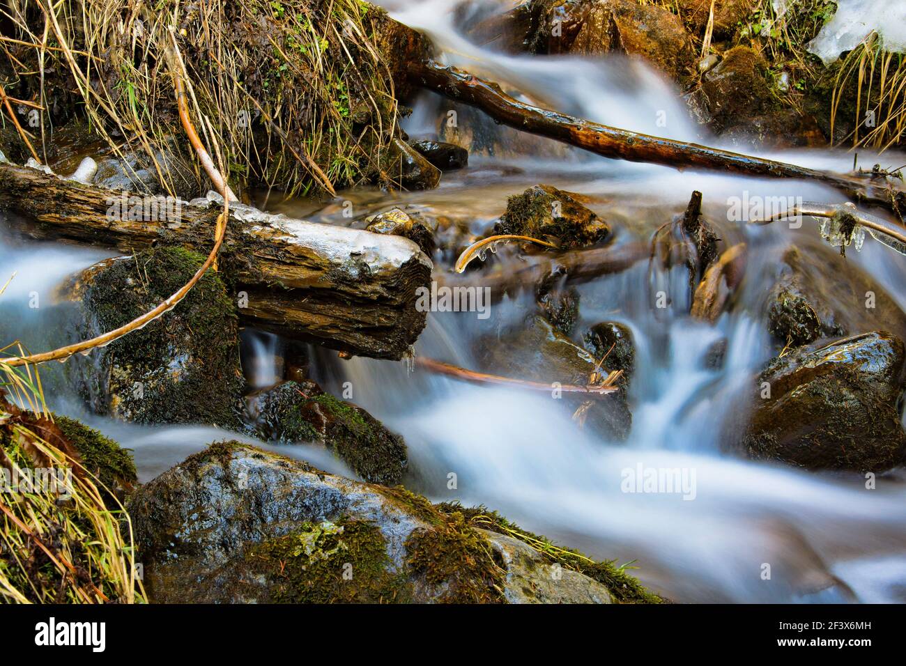 Rivière dans la forêt Banque D'Images