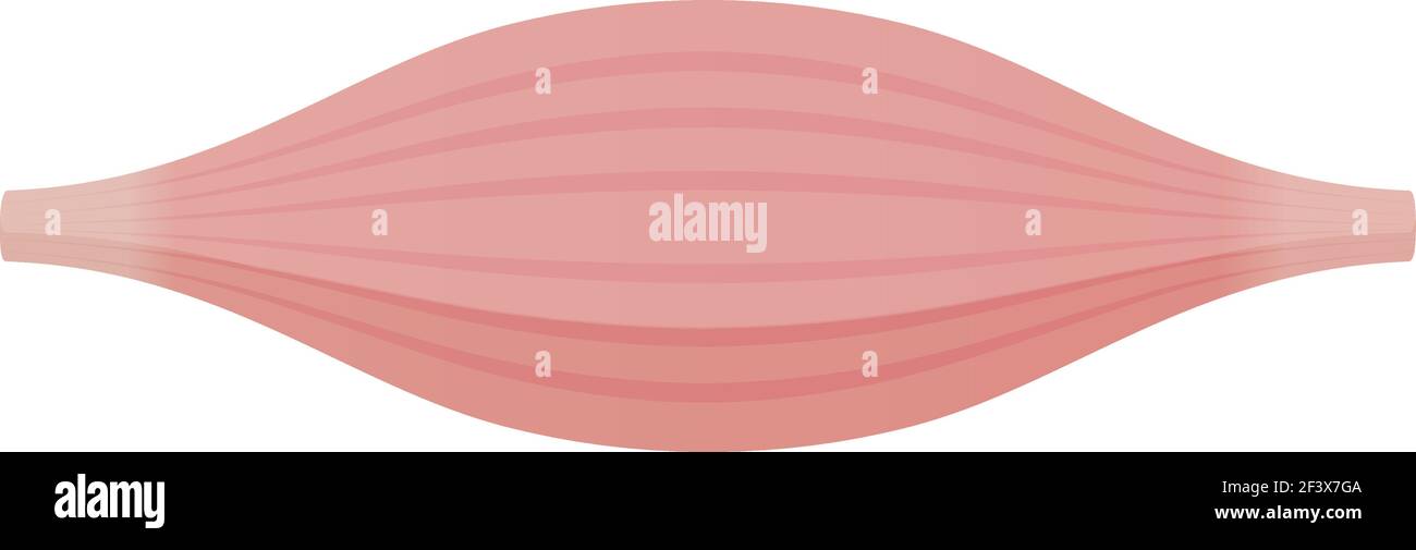 Illustration du vecteur musculaire sain ( muscle blanc ) Illustration de Vecteur