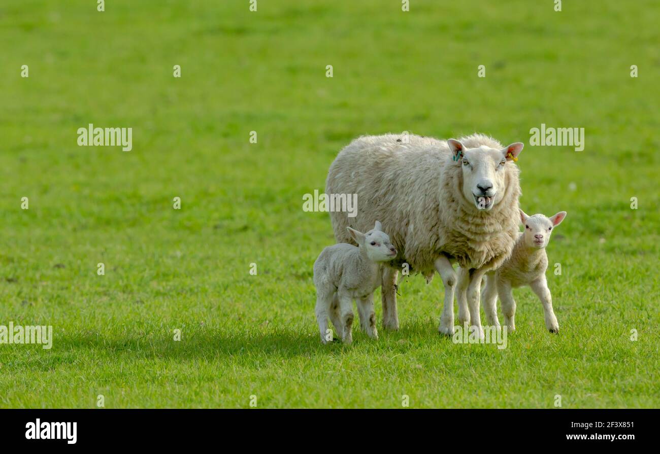 Une croix de Texel avec ses deux agneaux nouveau-nés au printemps. Vue vers l'avant dans un pré vert. Les agneaux restent près de leur mère. Concept: L de la mère Banque D'Images