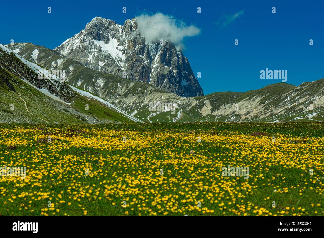 Prairie de fleurs jaunes qui fleurit au printemps, avec le Corno Grande en arrière-plan. Parc national de Gran Sasso et Monte della Laga, Abruzzo, IT Banque D'Images