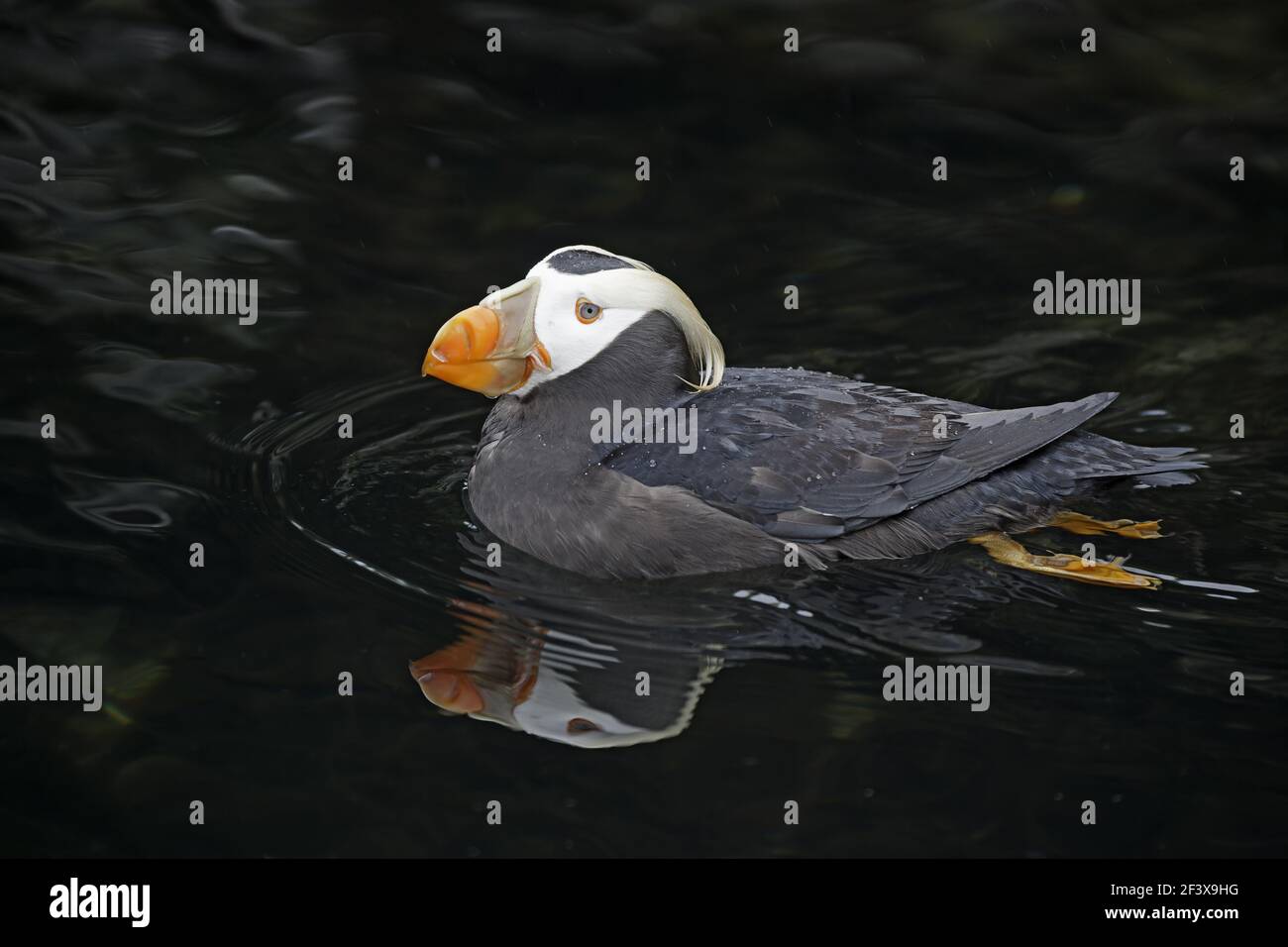 Puffin touffé (Fratercula cirrhota) Oregon Coast, États-Unis BI003218 Banque D'Images