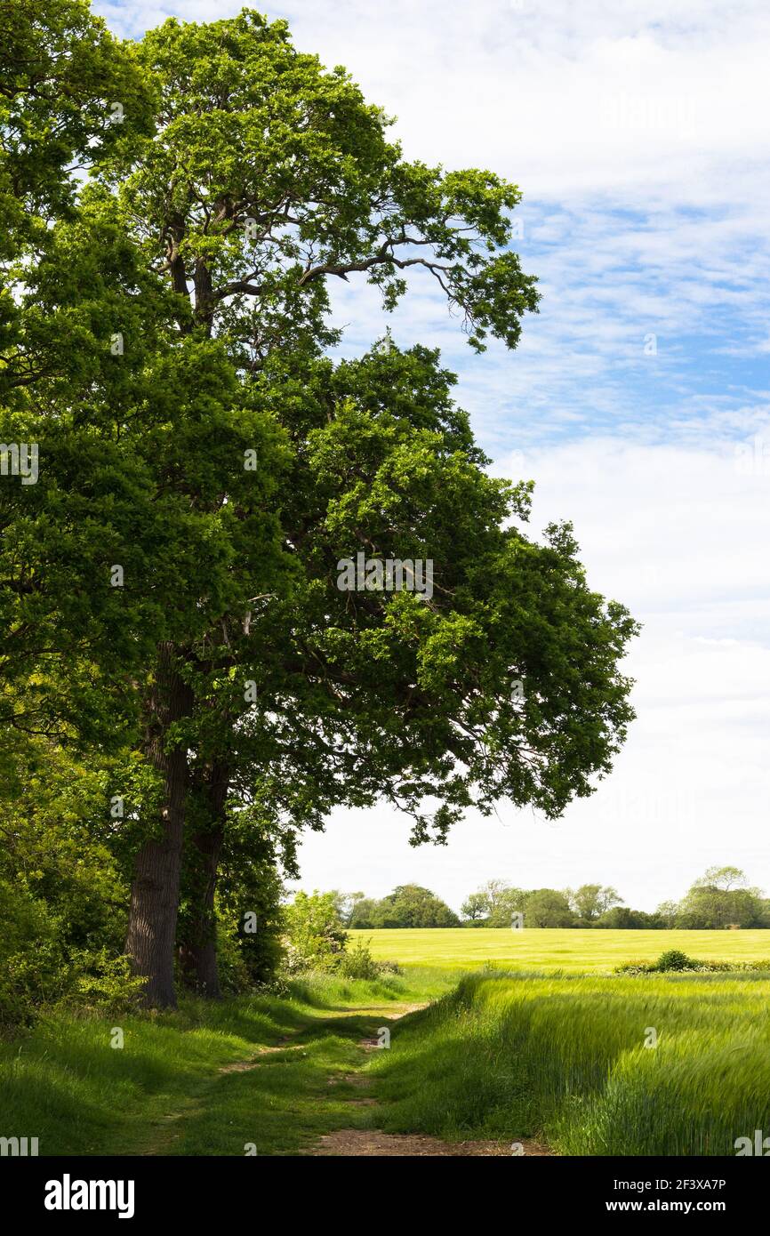 Paysage pastoral anglais traditionnel. Sentier sur le côté d'un champ de fermiers à l'ombre des grands arbres en été Banque D'Images