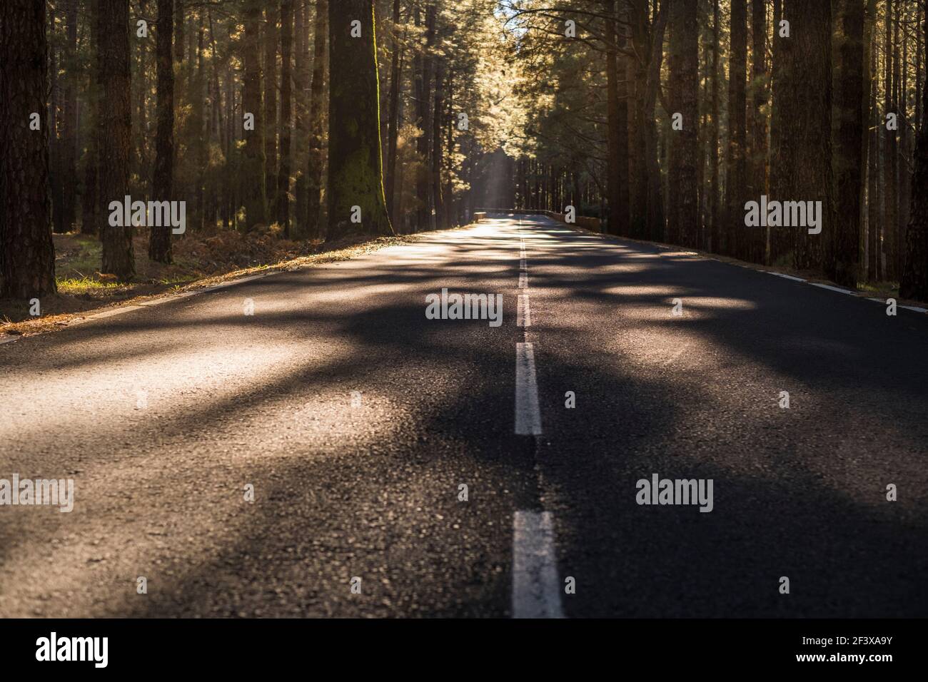 Rue à travers les bois - une route vide calme passant à travers la forêt pleine de beaux arbres - pas de circulation et concept de transport de voyage dans le paysage natu Banque D'Images