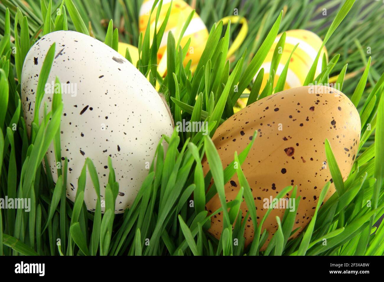 Gros plan œuf de Pâques caché dans l'herbe de printemps verte. Rechercher et trouver les oeufs Banque D'Images