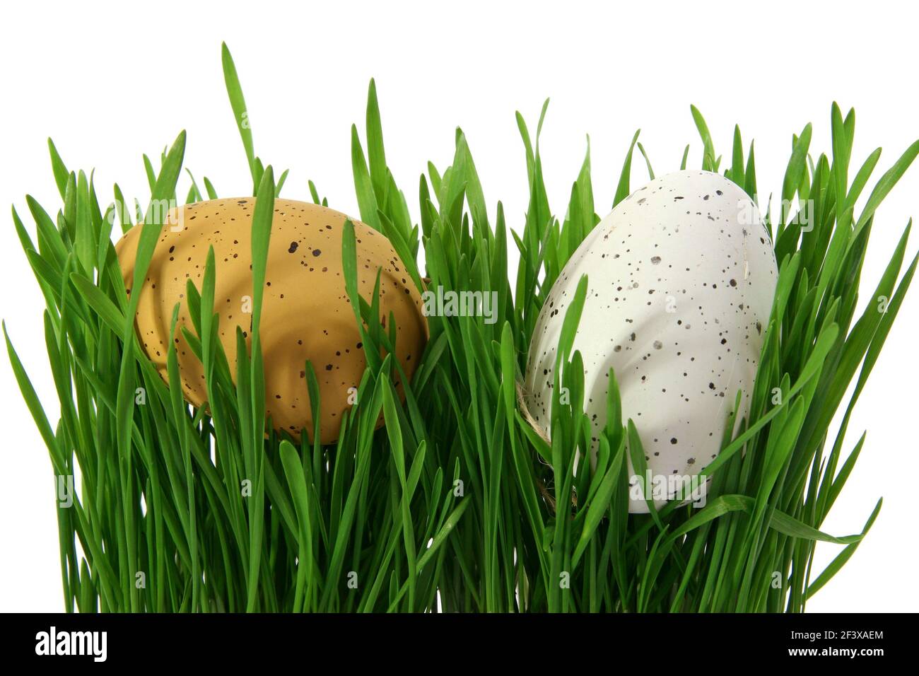 Deux œufs de Pâques en gros plan, cachés dans l'herbe verte, coupés et isolés sur fond blanc Banque D'Images
