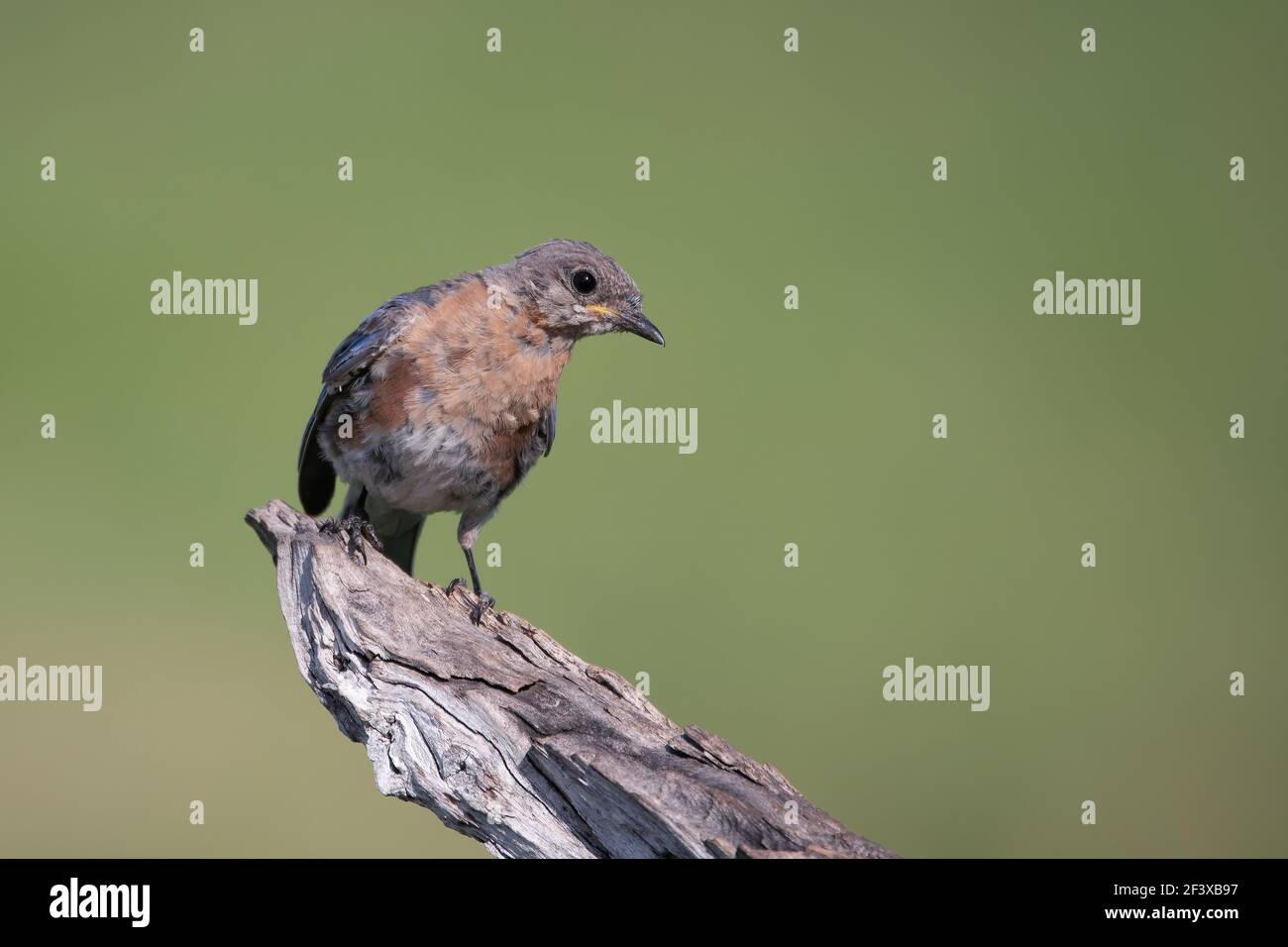 Un jeune oiseau bleu de l'est photographié au printemps à mes mangeoires dans le comté rural de Door, Wi. Banque D'Images