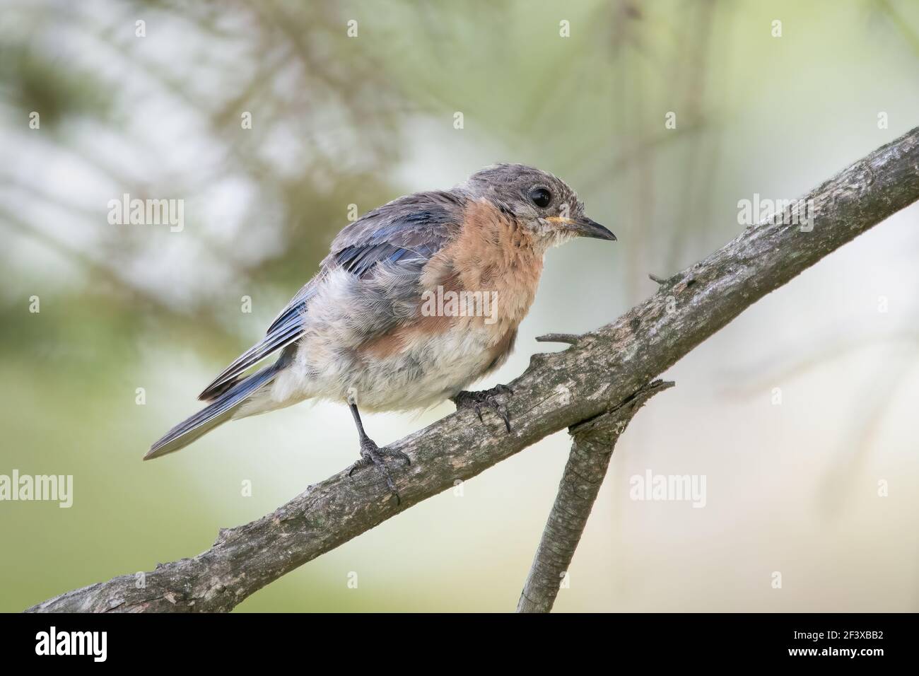 Un jeune oiseau bleu de l'est photographié au printemps à mes mangeoires dans le comté rural de Door, Wi. Banque D'Images