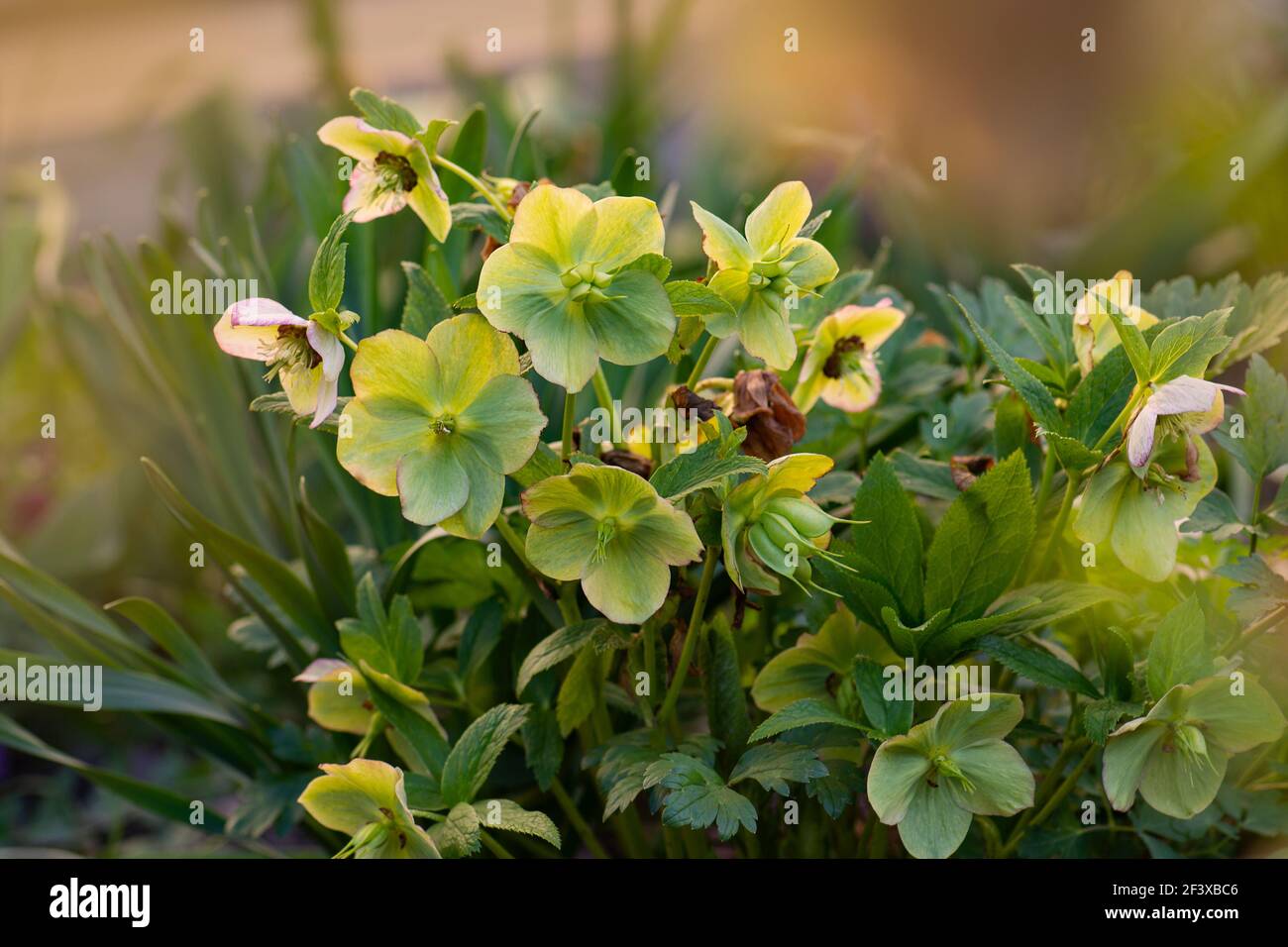 Photo macro hellebore jaune Dame avec gouttes de pluie pousse dans le jardin. La floraison printanière précoce s'est élevée comme des fleurs d'hellebore. Doubles alésages à double fleur va Banque D'Images