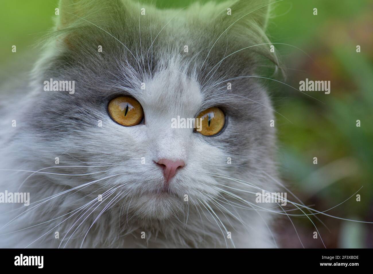 Chat A Poils Longs Britannique S Amusant En Plein Air Chat Mignon Avec De Longs Whiskers Stupefaction Chat Gris Et Blanc Couche Photo Stock Alamy