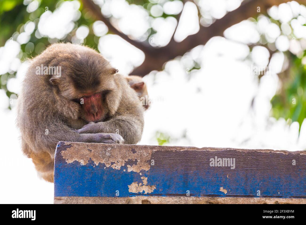 Singe dormant sur la clôture bleue et blanche Banque D'Images