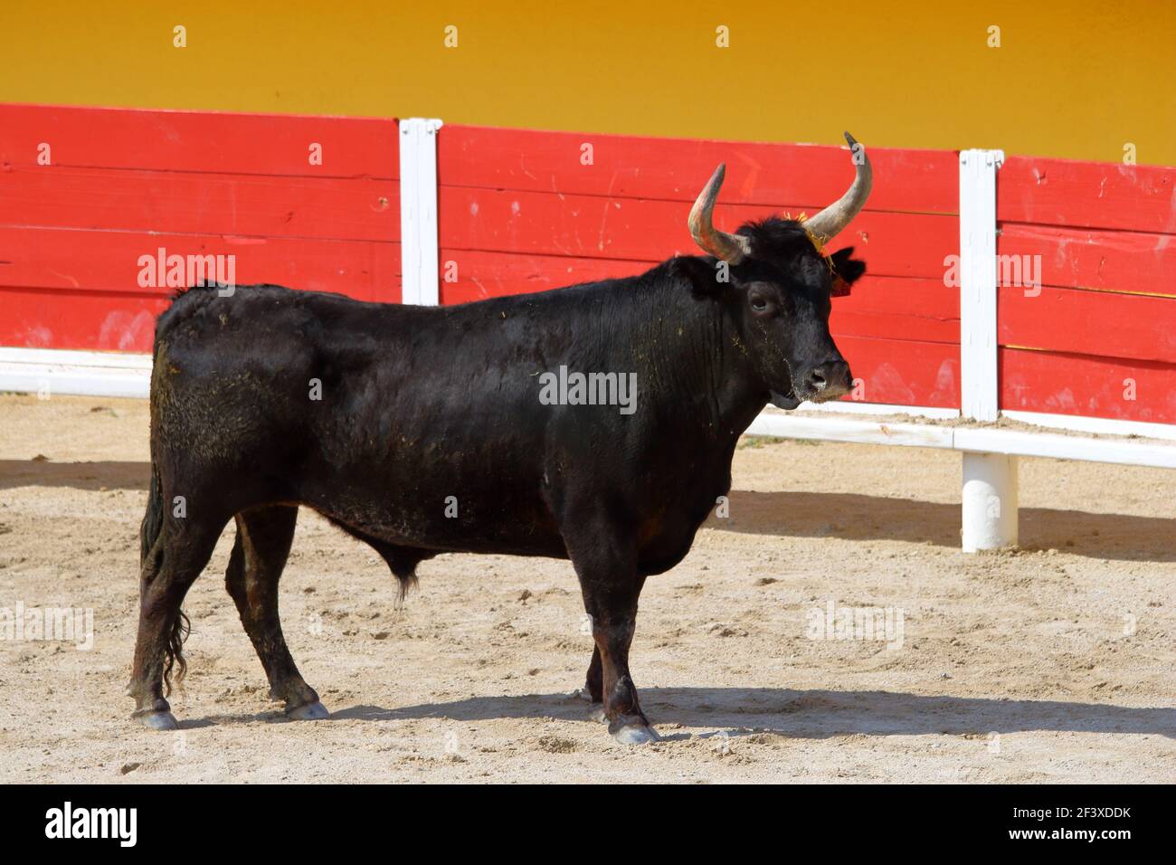 Style argumenque de corrida Banque D'Images