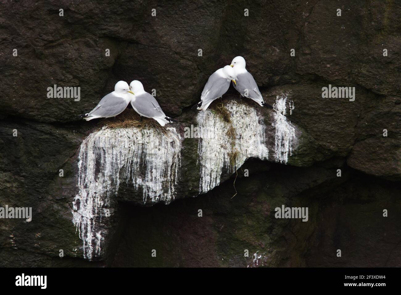 Kittiwake - on nestsLarus tridactyla Fowlsheugh RSPB Reserve Grampian, Royaume-Uni BI010046 Banque D'Images