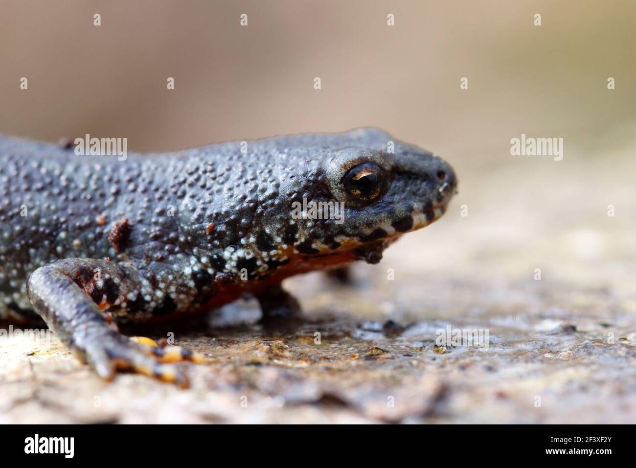 Commune de Newt Lissotriton vulgaris au début du printemps Banque D'Images