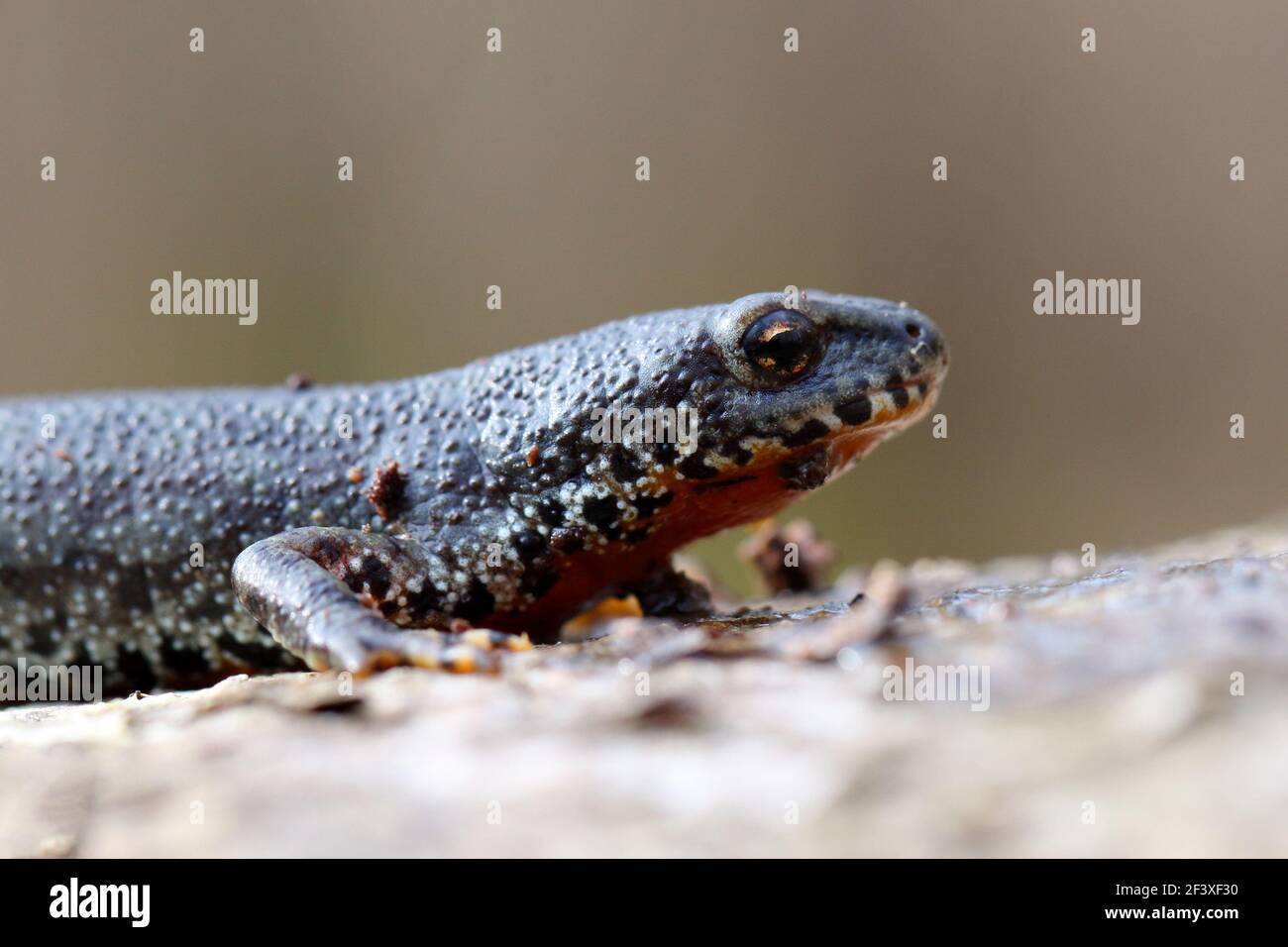 Commune de Newt Lissotriton vulgaris au début du printemps Banque D'Images