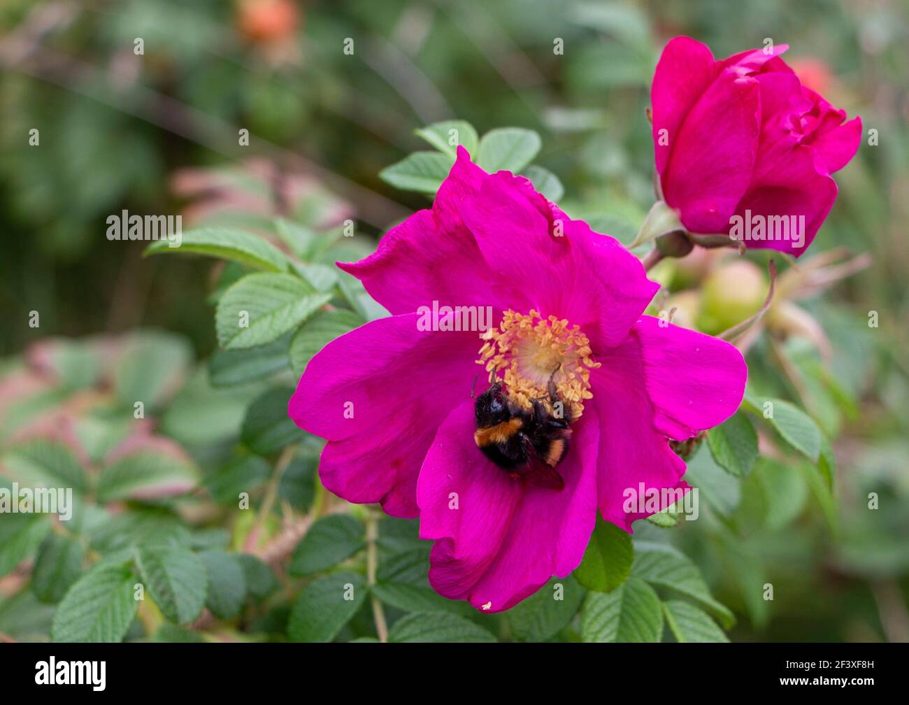 Fleur rose de la rose de plage (Rosa rugosa) avec bourdon à queue de chamois - bourdon de grande terre. Plante typique de Dunes. Europe, Asie, Amérique du Nord. Banque D'Images