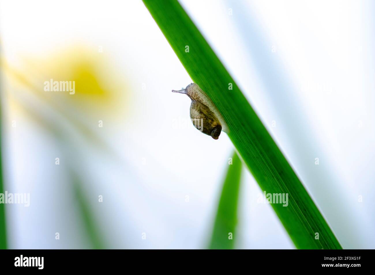 Macro Sucinea putris Escargot ambre Banque D'Images