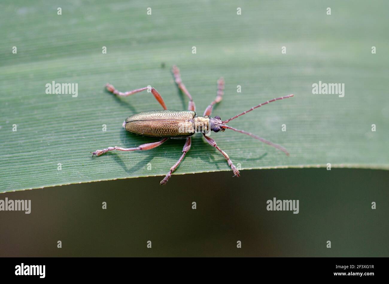 Macro de Chrysomelidae Donacia clavipes Banque D'Images