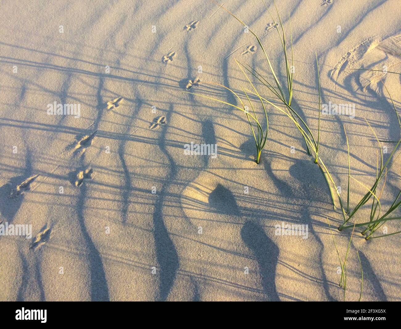 Lumière et ombre avec herbe et empreintes d'un oiseau sur une plage de sable. Pas de personne, beauté de la nature, silence. Banque D'Images