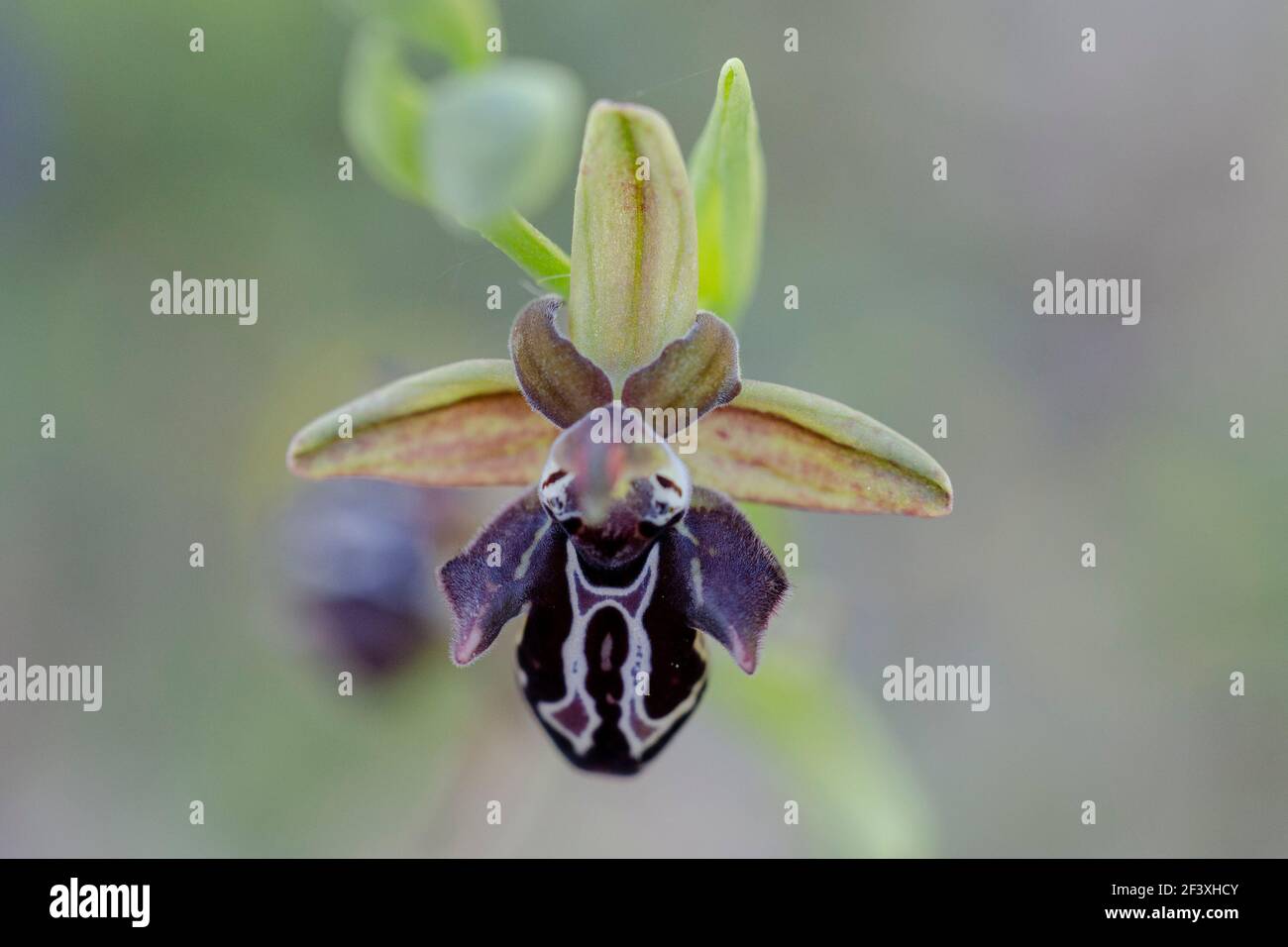 Orchidées sauvages de Crète Banque D'Images