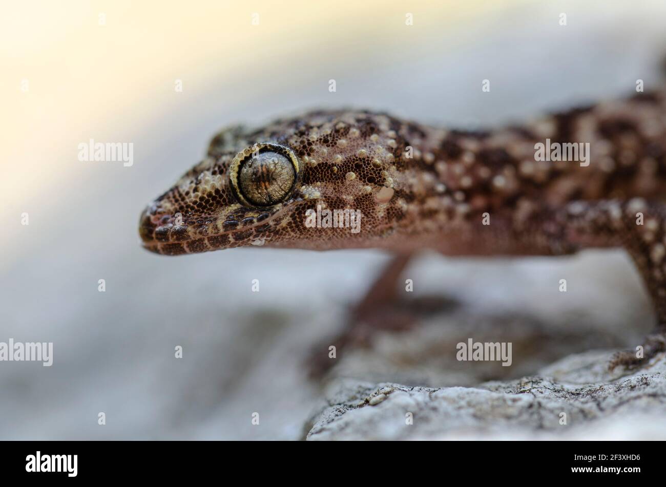 Gecko Hemidactylus turcicus de Crète Banque D'Images