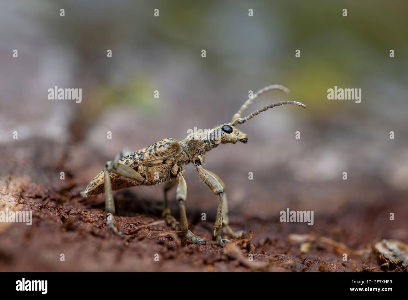 Rhagium sycophanta coléoptère de Longhorn assis sur le tronc au printemps Banque D'Images