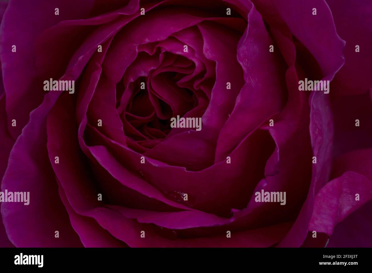 gros plan de fleur rose violette Banque D'Images