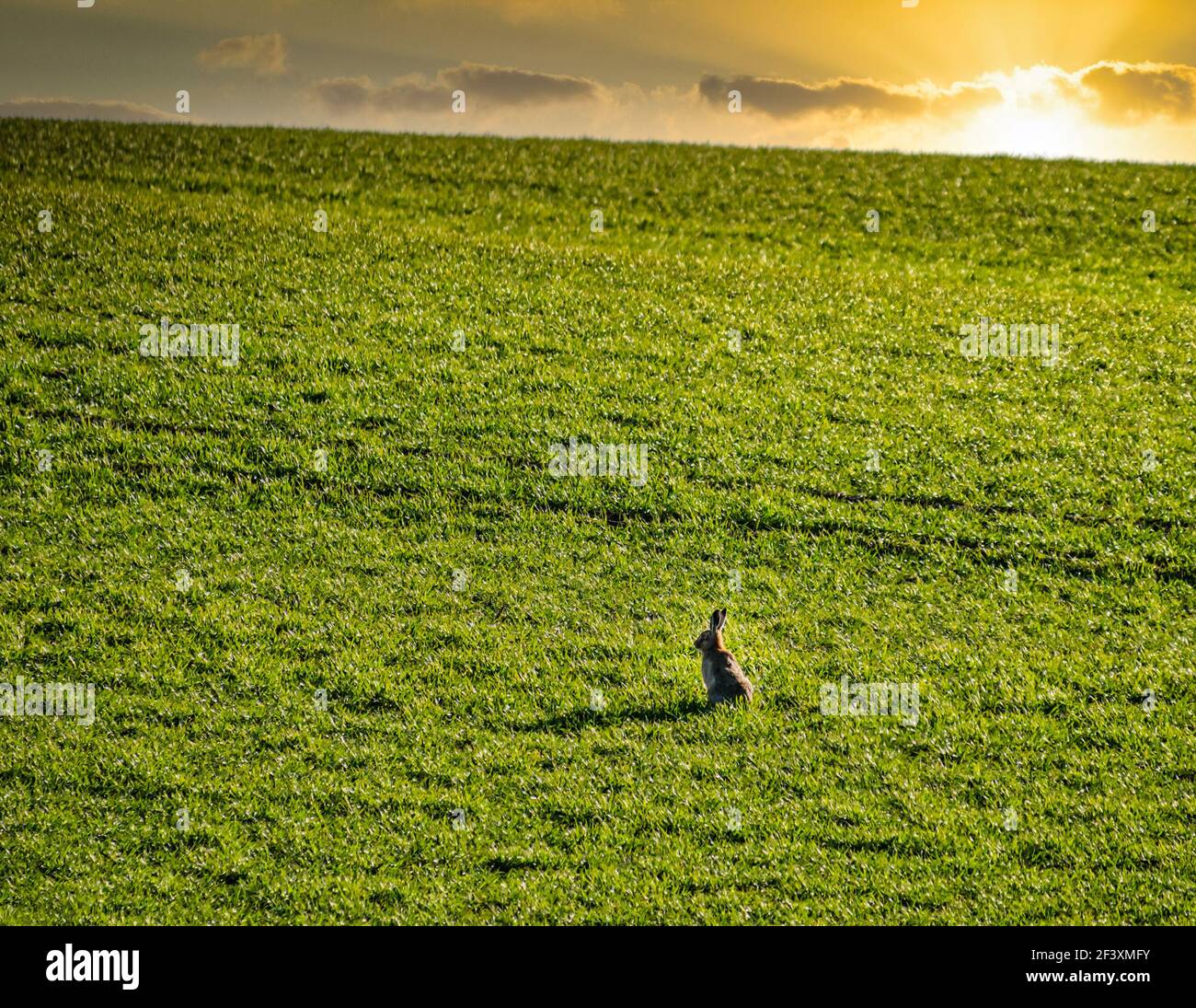 Lièvre brun vif (Lepus europaeus) assis dans un champ vert au crépuscule avec ciel de coucher de soleil, Lothian est, Écosse, Royaume-Uni Banque D'Images