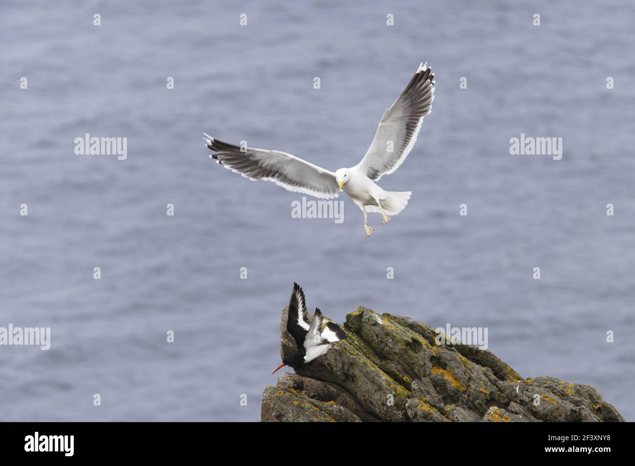 Great Black-Backed Gull - chasse à l'Oystercatcher près du site de nicherLarus marinus Noss nature Reserve Shetland, Royaume-Uni BI010787 Banque D'Images