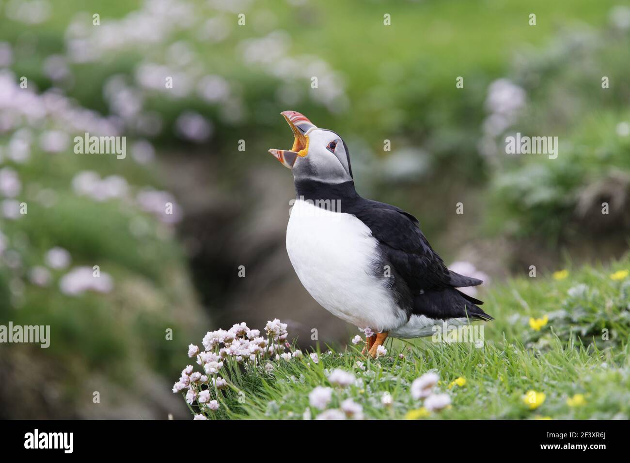 Puffin - à la bouche agapeFratercula arctica Noss nature Reserve Shetland, Royaume-Uni BI011221 Banque D'Images