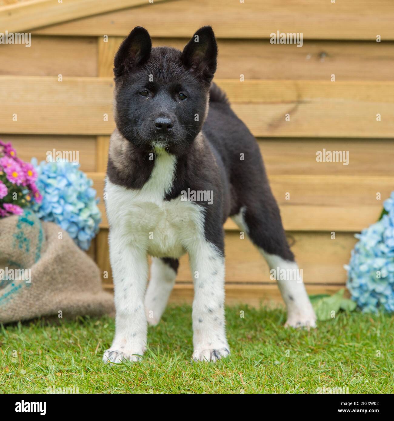 Chiot Akita Banque D'Images