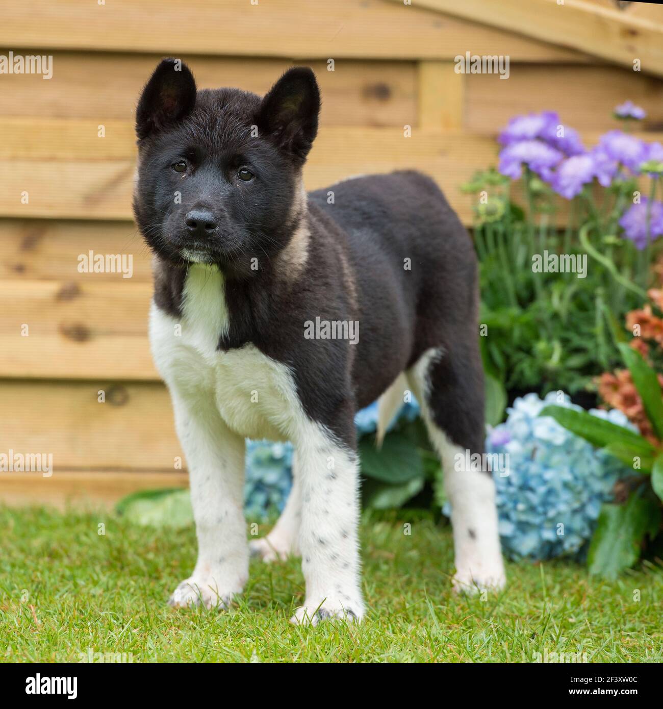 Chiot Akita Banque D'Images