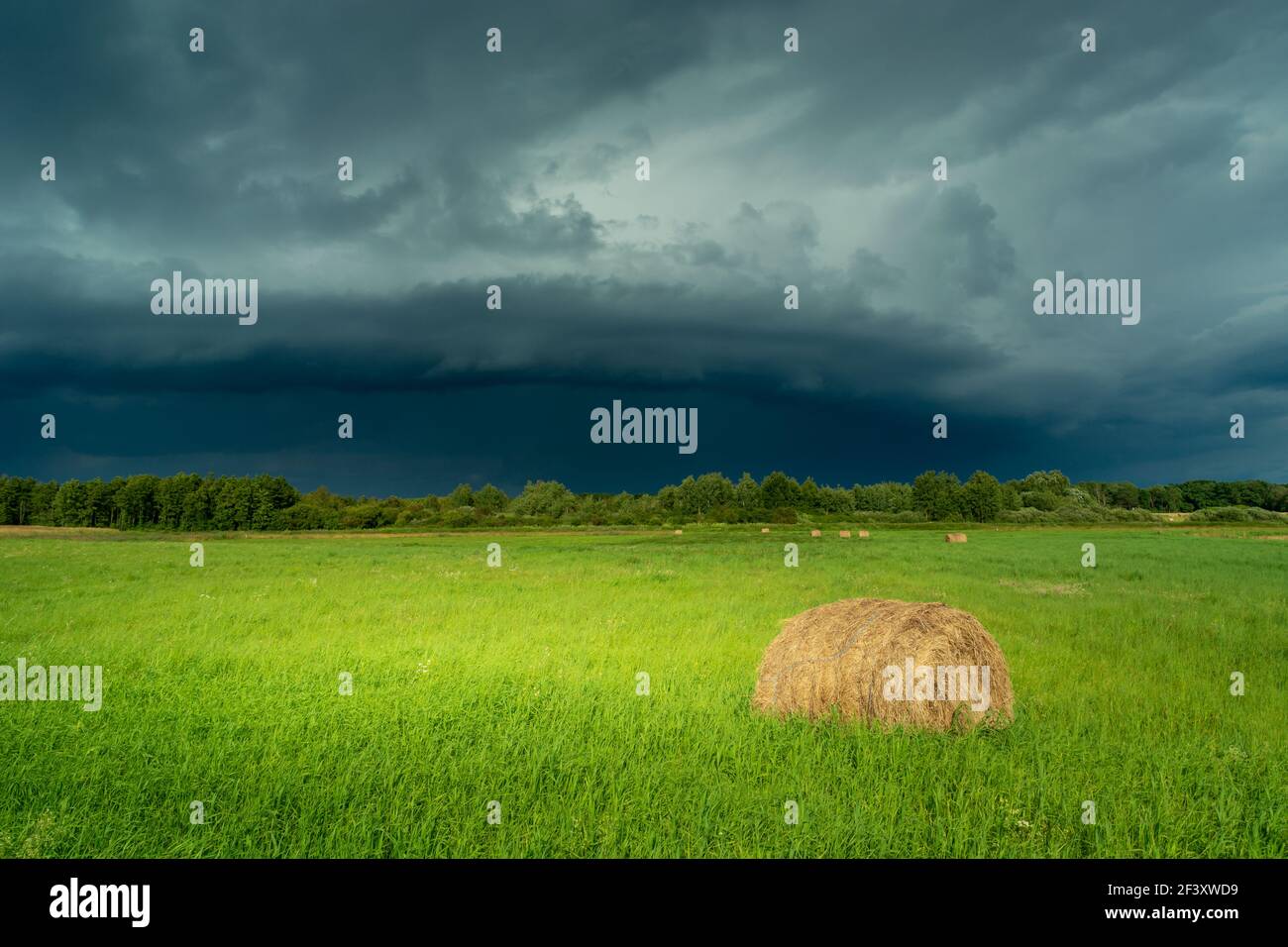 Nuage sombre de cigogne au-dessus de la prairie verte, Czulczyce, Pologne Banque D'Images