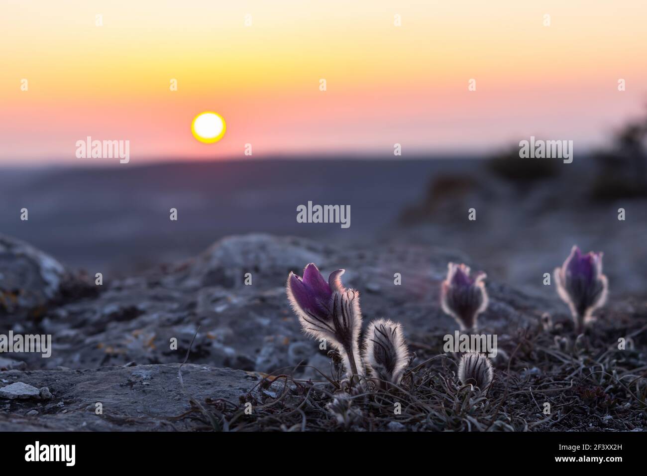 Dream-grass le beau Pulsatilla patens fleurit au printemps dans les montagnes. La teinte violet-rouge du soleil couchant. Arrière-plan du ressort atmosphérique. Délique Banque D'Images